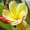 botany02